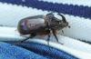 Oryctes nasicornis